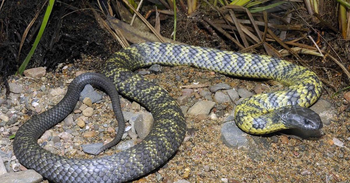 The alluring Tasmanian Tiger Snake, commonly referred to as Ular Harimau Tasmania in Bahasa Indonesia.