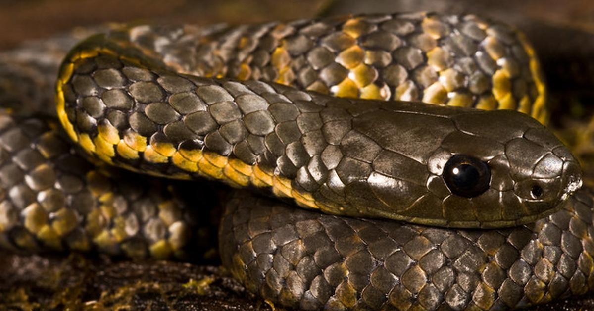 The Tasmanian Tiger Snake in its natural beauty, locally called Ular Harimau Tasmania.