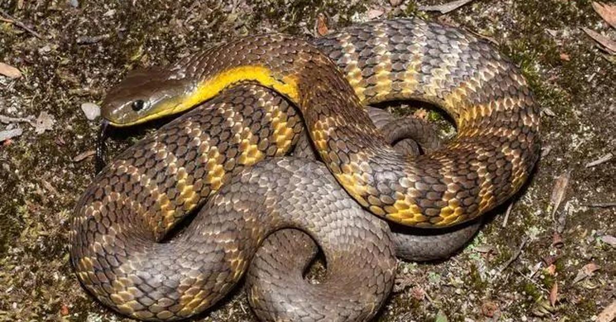 Captivating view of the Tasmanian Tiger Snake, known in Bahasa Indonesia as Ular Harimau Tasmania.