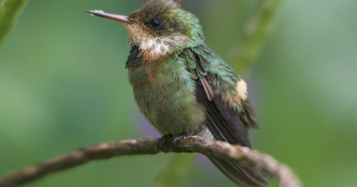 The majestic Tufted Coquette, also called Kolibri Tufted Coquette in Indonesia, in its glory.