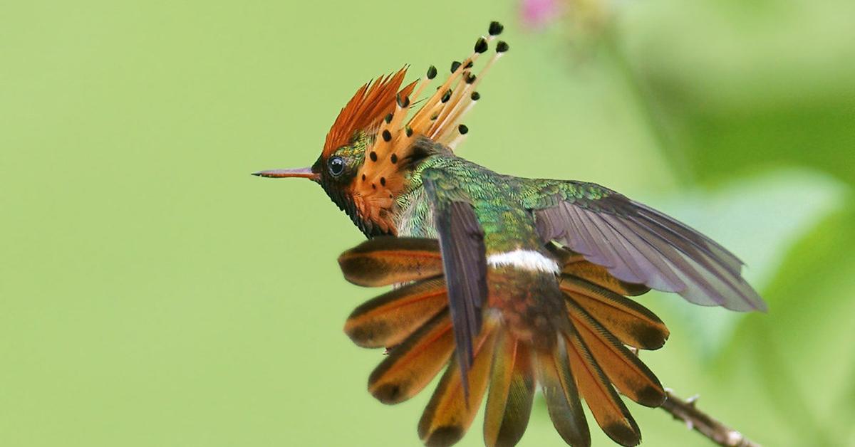 Captured beauty of the Tufted Coquette, or Lophornis ornatus in the scientific world.