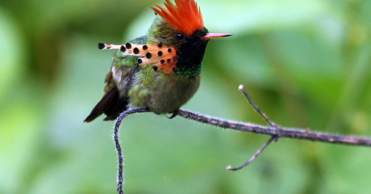 The Tufted Coquette, an example of Lophornis ornatus, in its natural environment.