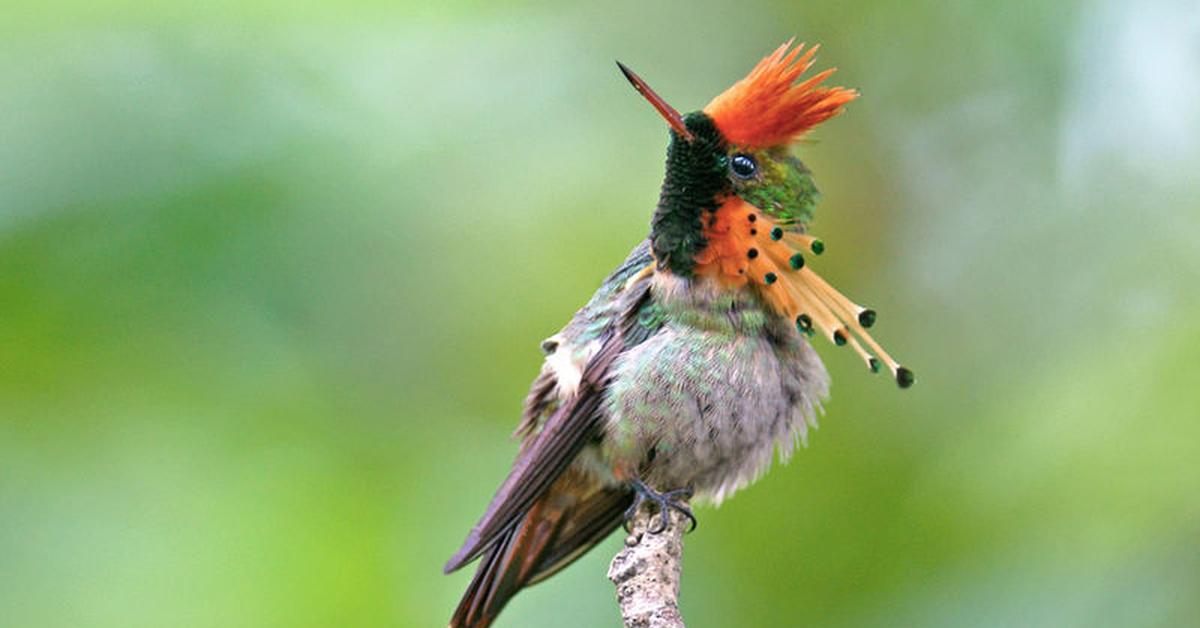 Striking appearance of the Tufted Coquette, known in scientific circles as Lophornis ornatus.