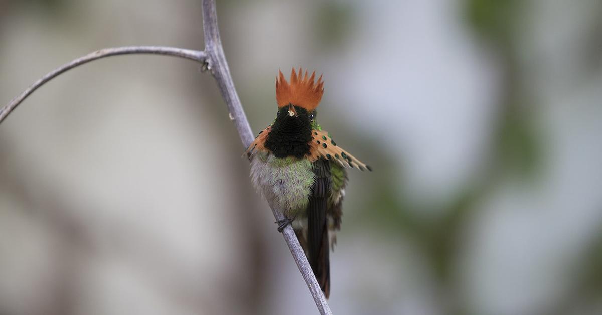 Exquisite image of Tufted Coquette, in Indonesia known as Kolibri Tufted Coquette.