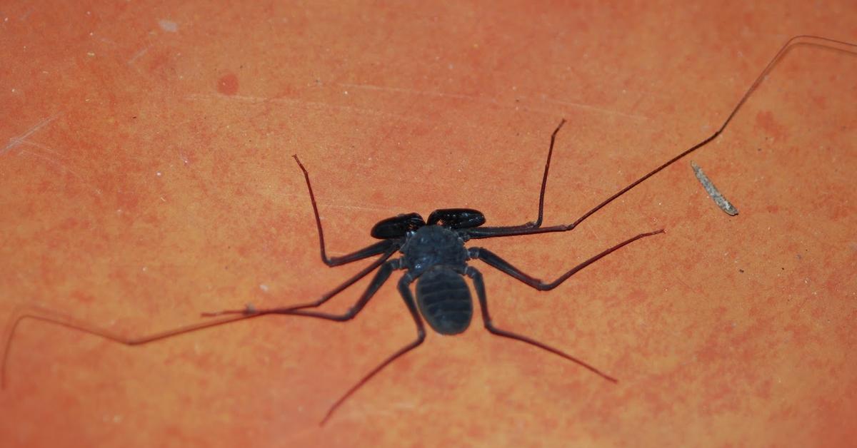 Captivating presence of the Tailless Whip Scorpion, a species called Phrynus.