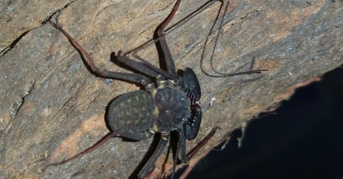 Insightful look at the Tailless Whip Scorpion, known to Indonesians as Kalajengking Ekor Tanpa.