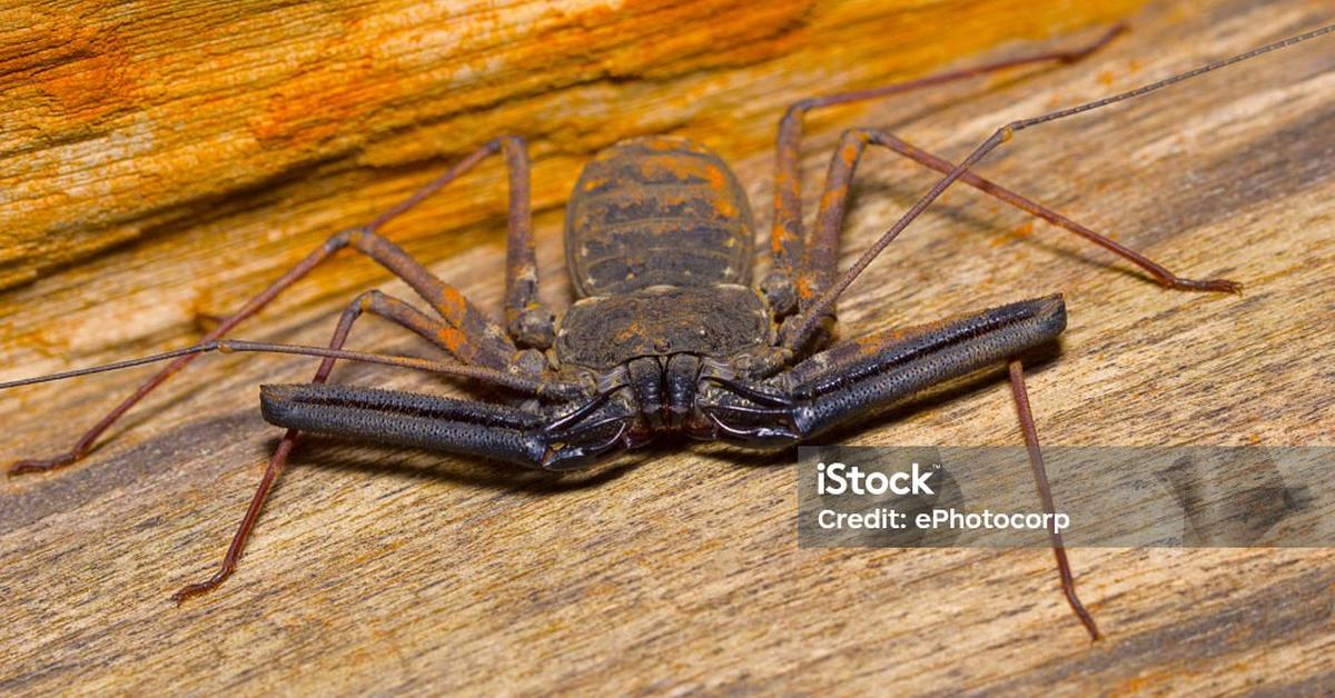 The Tailless Whip Scorpion, a species known as Phrynus, in its natural splendor.