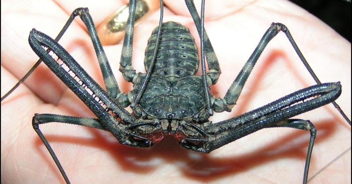 Detailed shot of the Tailless Whip Scorpion, or Phrynus, in its natural setting.