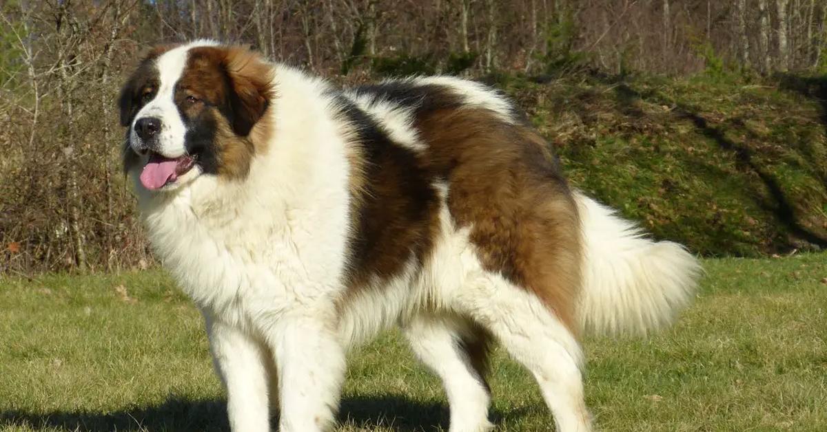 Captivating presence of the Tornjak, a species called Canis lupus.