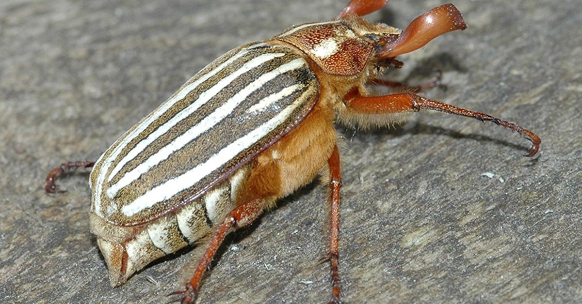 Image of the Ten-Lined June Beetle (Polyphylla decemlineata), popular in Indonesia as Kumbang Juni Sepuluh Garis.