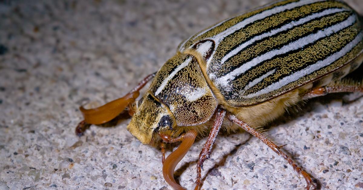 Graceful Ten-Lined June Beetle, a creature with the scientific name Polyphylla decemlineata.