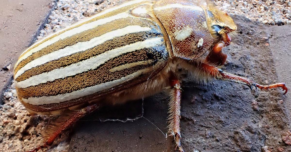 Captured beauty of the Ten-Lined June Beetle, or Polyphylla decemlineata in the scientific world.