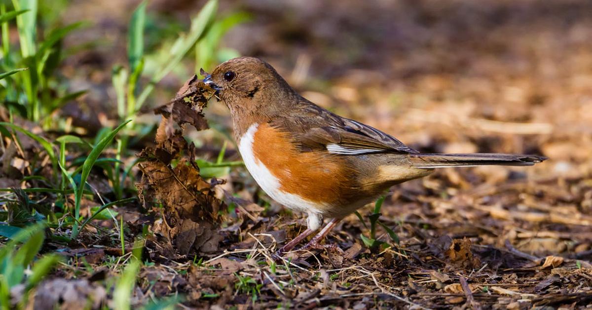 Captured moment of the Towhee, in Indonesia known as Burung Towhee.