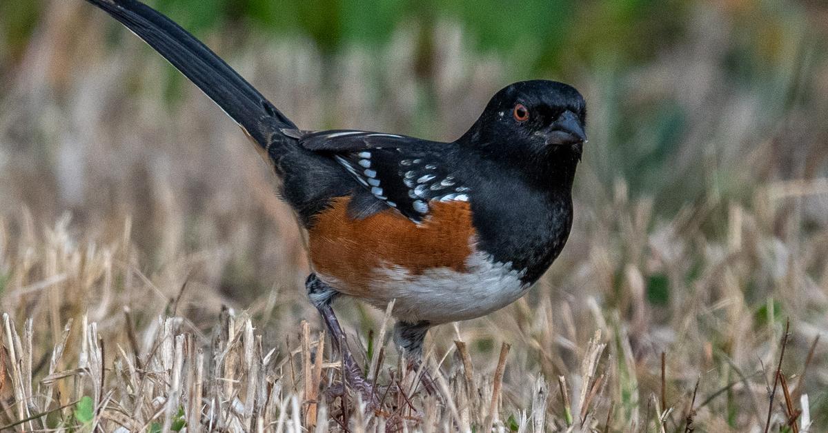 Visual of Towhee, or Burung Towhee in Indonesian, showcasing its beauty.