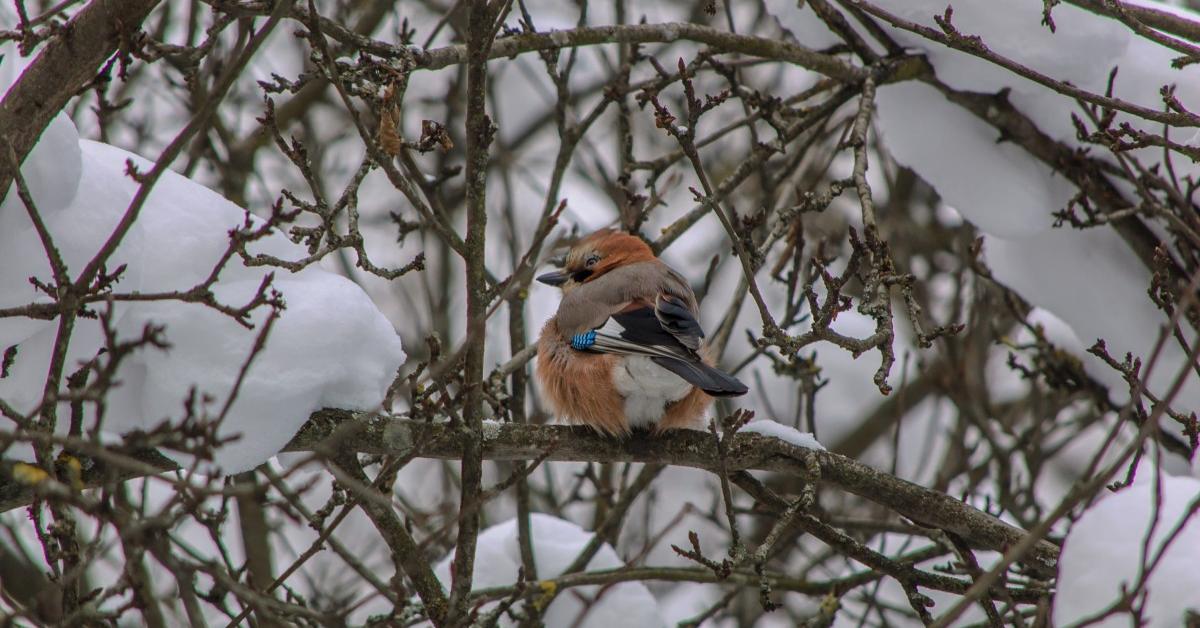 Engaging shot of the Towhee, recognized in Indonesia as Burung Towhee.