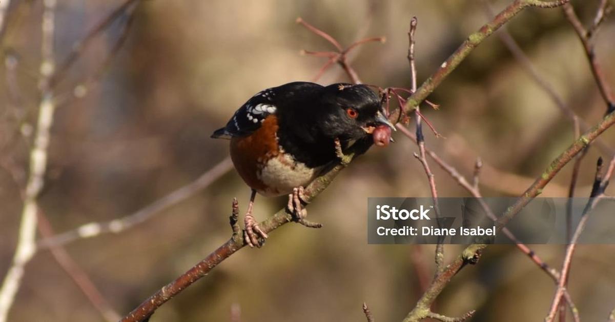 Photogenic Towhee, scientifically referred to as Pipilo erythrophthalmus.