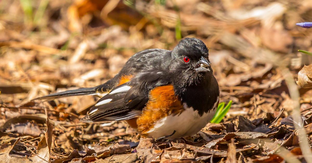 Detailed shot of the Towhee, or Pipilo erythrophthalmus, in its natural setting.