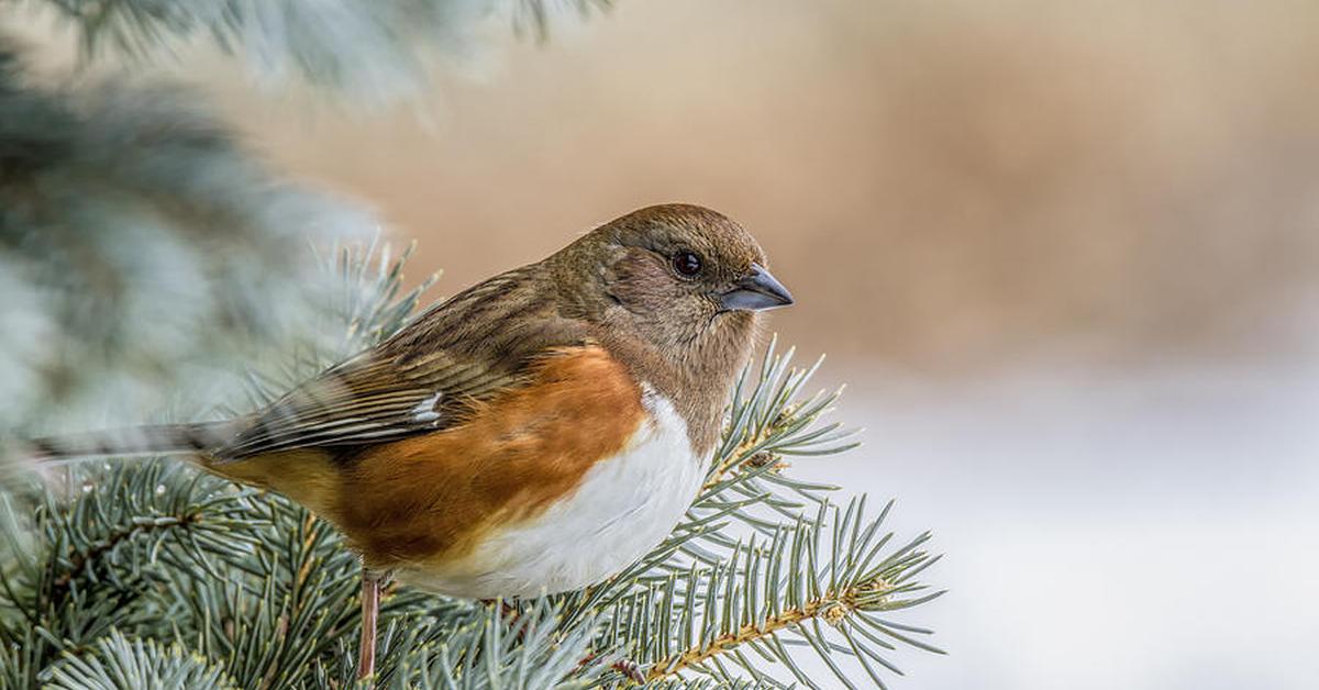 The elegant Towhee (Pipilo erythrophthalmus), a marvel of nature.