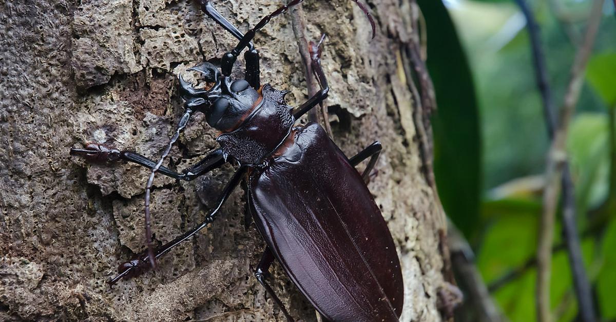 Vivid image of the Titan Beetle, or Kumbang Titan in Indonesian context.