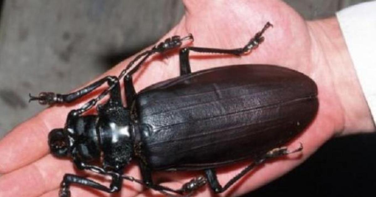 Portrait of a Titan Beetle, a creature known scientifically as Titanus giganteus.