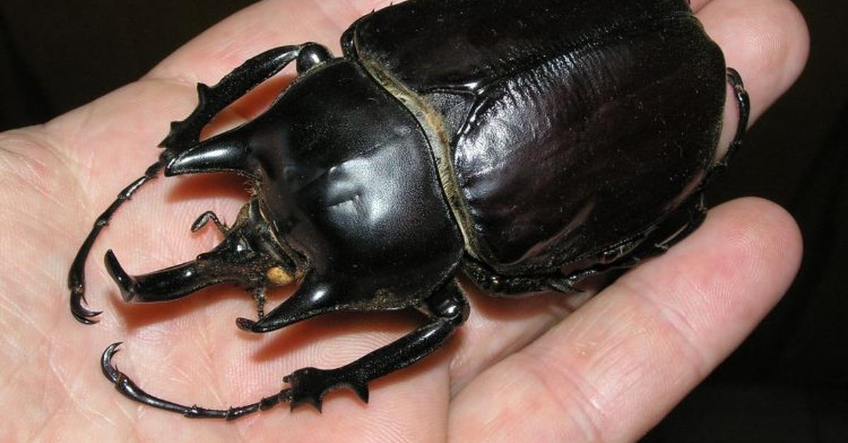 Elegant portrayal of the Titan Beetle, also known as Titanus giganteus.