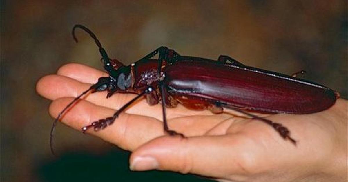 Captivating shot of the Titan Beetle, or Kumbang Titan in Bahasa Indonesia.