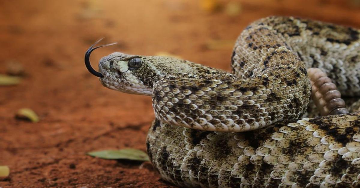 Splendid image of the Urutu Snake, with the scientific name Bothrops alternatus.