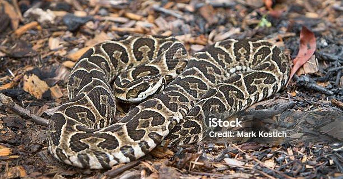 The Urutu Snake, a species known as Bothrops alternatus, in its natural splendor.