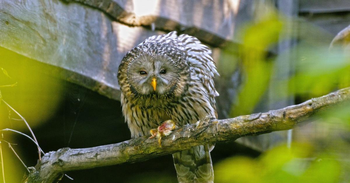 Glimpse of the Ural Owl, known in the scientific community as Strix uralensis.