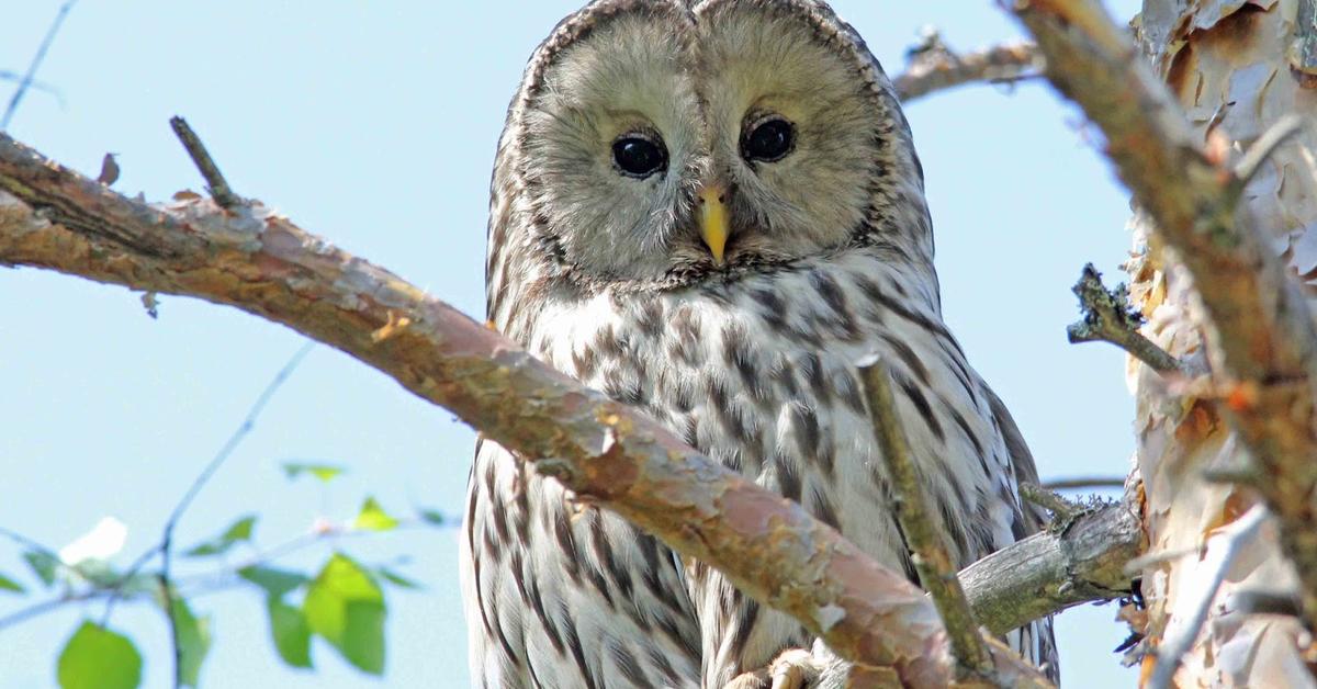 Graceful Ural Owl, a creature with the scientific name Strix uralensis.