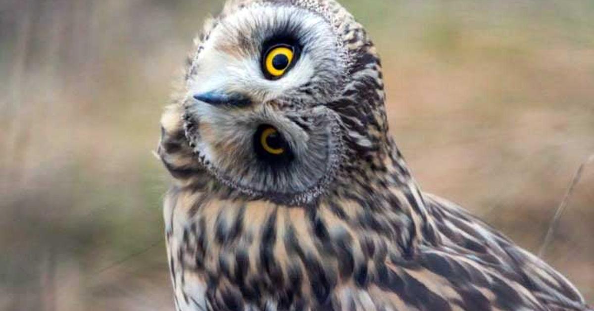 Graceful Ural Owl, a creature with the scientific name Strix uralensis.