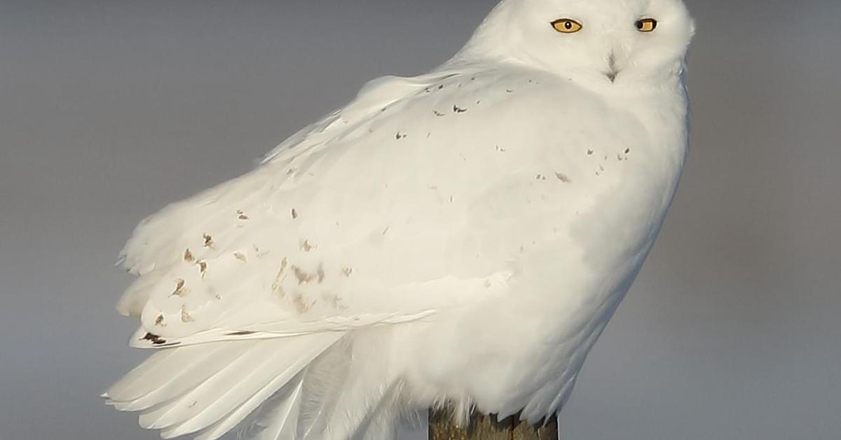 Captured elegance of the Ural Owl, known in Indonesia as Burung Hantu Ural.