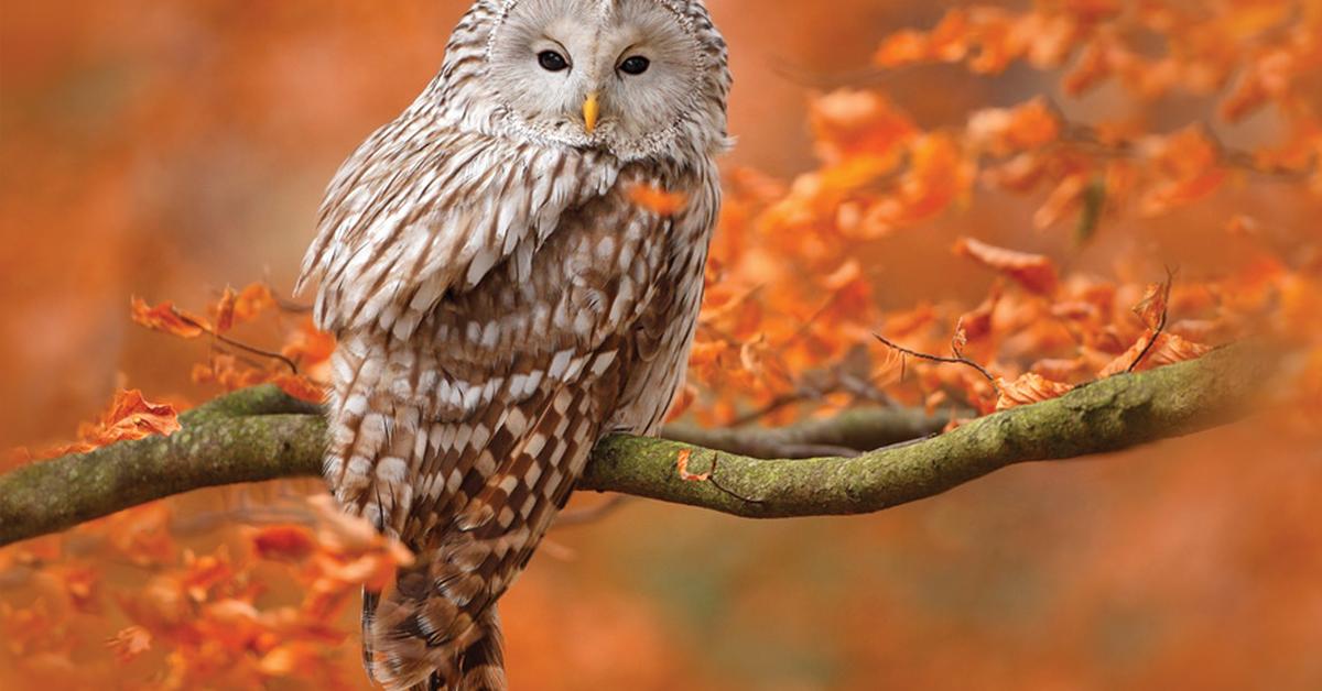 Natural elegance of the Ural Owl, scientifically termed Strix uralensis.