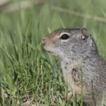 The Uinta Ground Squirrel, an example of Urocitellus armatus, in its natural environment.