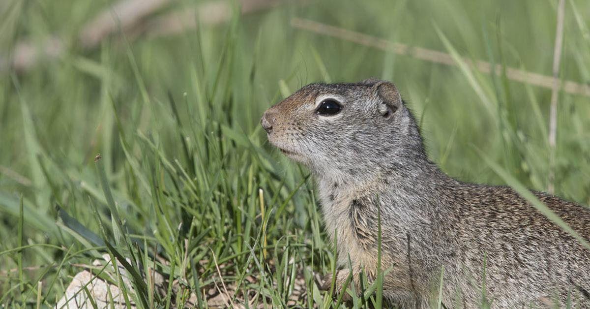 The Uinta Ground Squirrel, an example of Urocitellus armatus, in its natural environment.