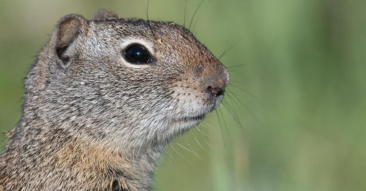 Portrait of a Uinta Ground Squirrel, a creature known scientifically as Urocitellus armatus.