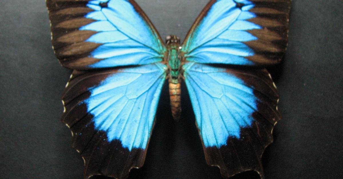 Charming view of the Ulysses Butterfly, in Indonesia referred to as Kupu-kupu Ulysses.