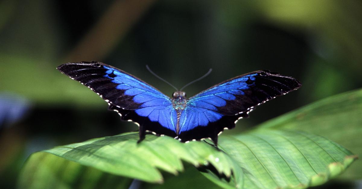 Snapshot of the intriguing Ulysses Butterfly, scientifically named Papilio ulysses.