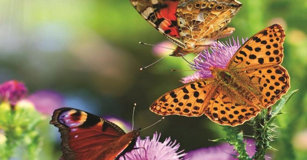 Visual of Ulysses Butterfly, or Kupu-kupu Ulysses in Indonesian, showcasing its beauty.