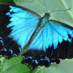 Splendid image of the Ulysses Butterfly, with the scientific name Papilio ulysses.