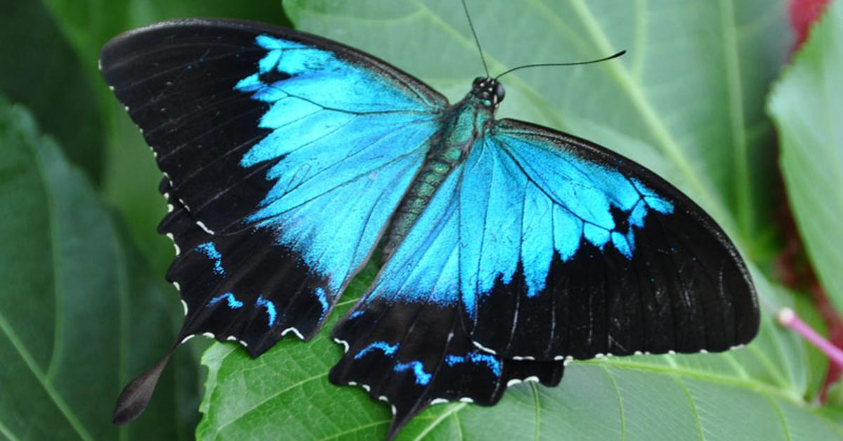 Splendid image of the Ulysses Butterfly, with the scientific name Papilio ulysses.