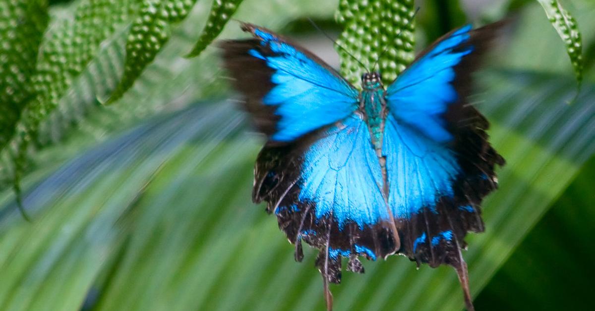 Portrait of a Ulysses Butterfly, a creature known scientifically as Papilio ulysses.