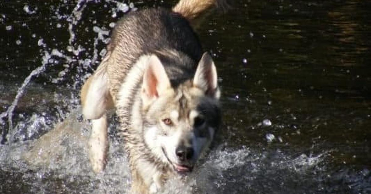 Stunning image of the Utonagan (Canis lupus), a wonder in the animal kingdom.