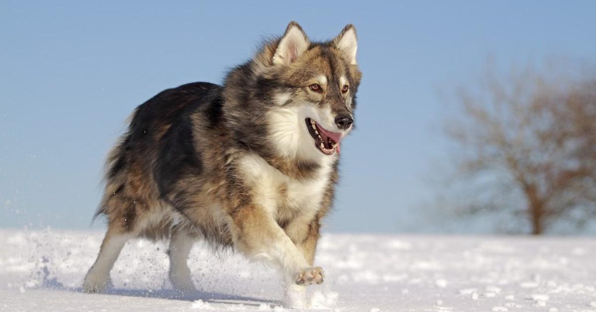 The fascinating Utonagan, scientifically known as Canis lupus.