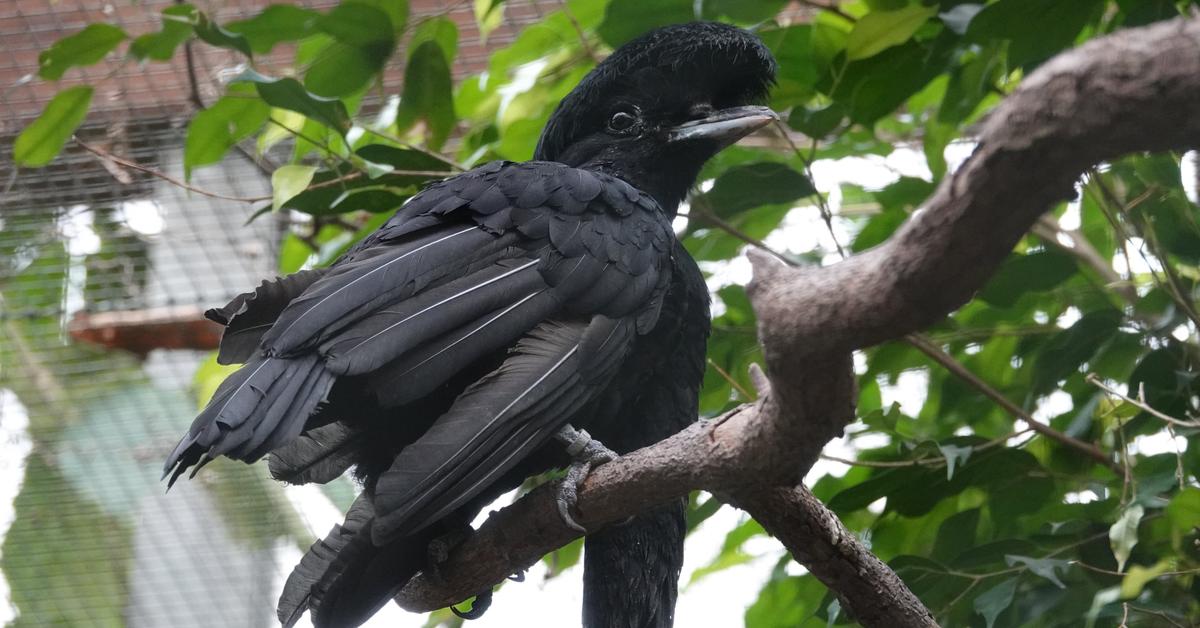 The elegant Umbrellabird (Cephalopterus), a marvel of nature.