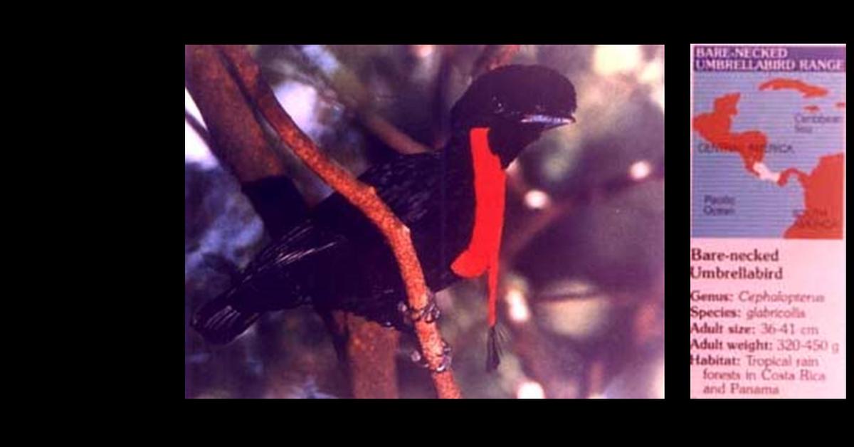 A look at the Umbrellabird, also recognized as Burung Payung in Indonesian culture.