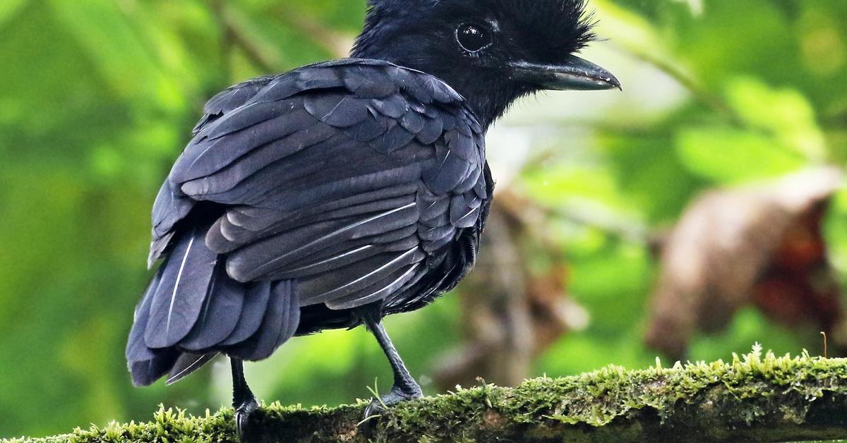 Dynamic image of the Umbrellabird, popularly known in Indonesia as Burung Payung.