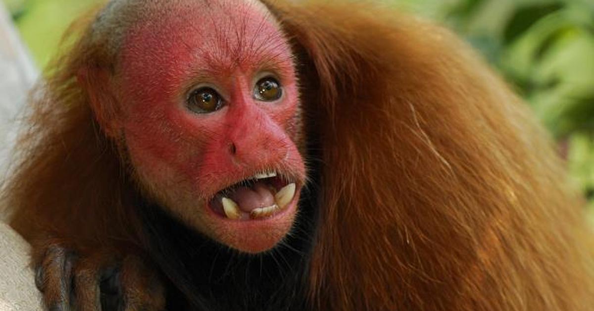 A beautiful representation of the Uakari, scientifically Cacajao.