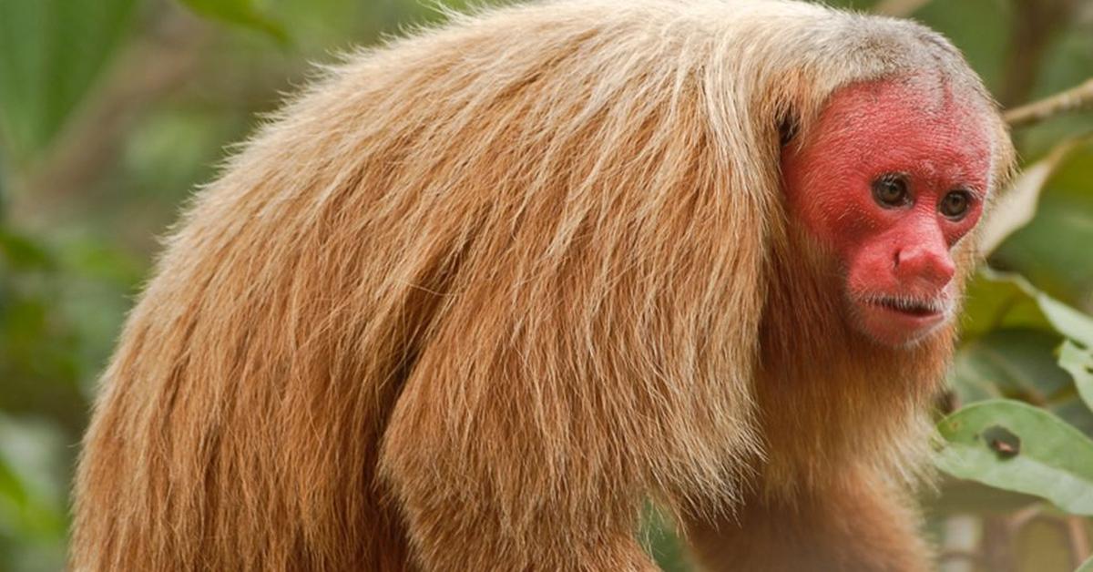 A look at the Uakari, also recognized as Uakari in Indonesian culture.