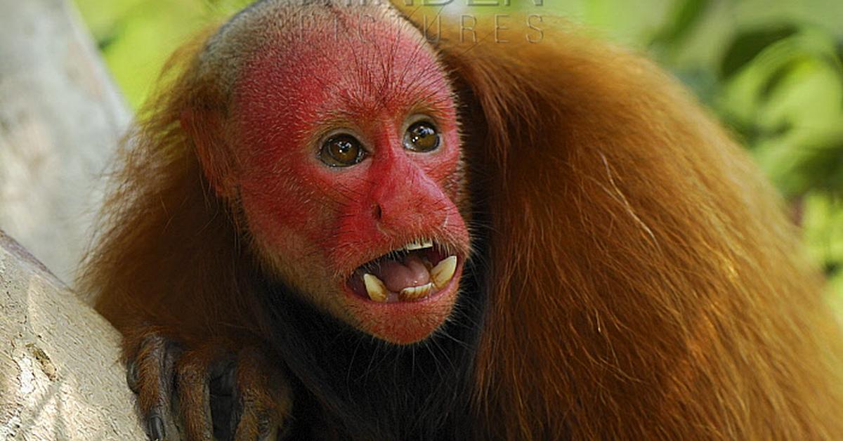 Snapshot of the intriguing Uakari, scientifically named Cacajao.